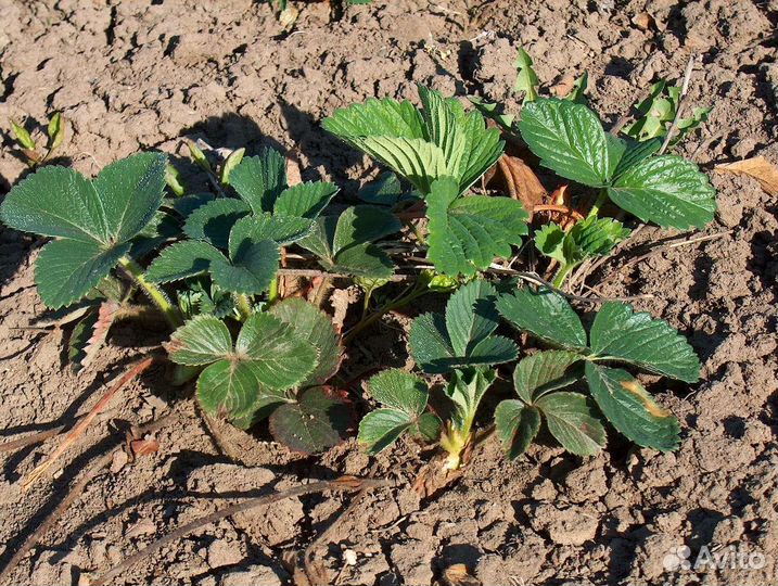 Клубника ремонтантная, вишня, слива, ирга