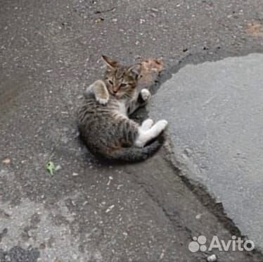 Замерзают ночами ласковые котята и кошечка