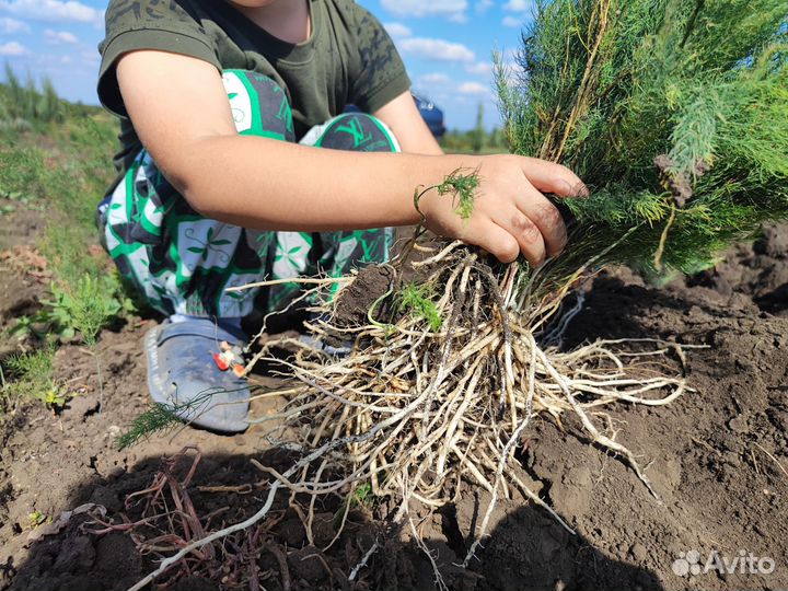 Спаржа рассада аспарагус от производителя