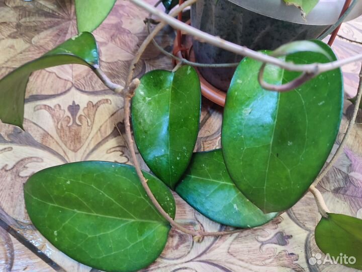 Хойи на срез и укорененные