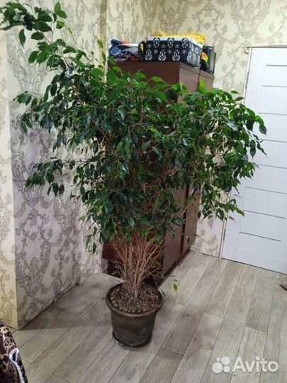 Фикус бенджамина большой