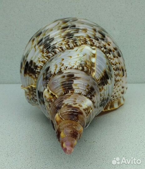 Рог Тритона 29,8