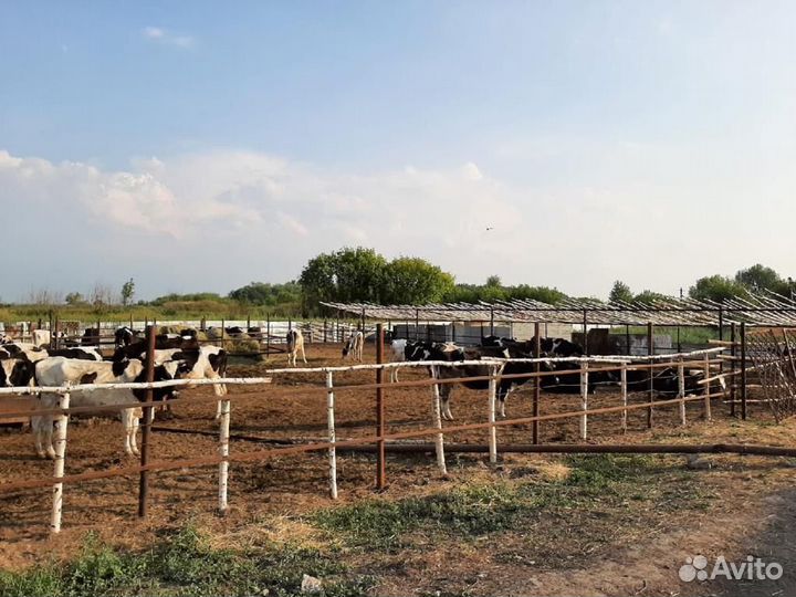 Молочная ферма