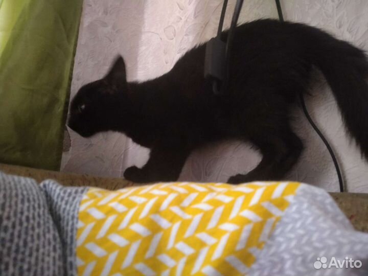 Котенок бесплатно
