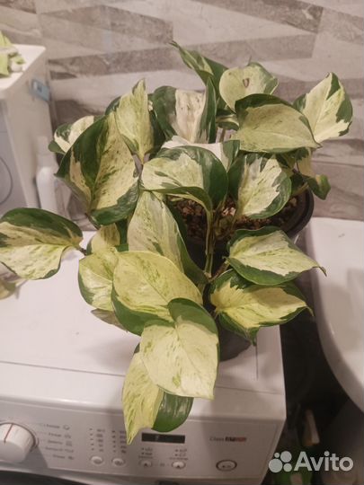 Сциндапсус марбл эппл