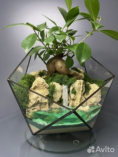 Флорариум с деревом