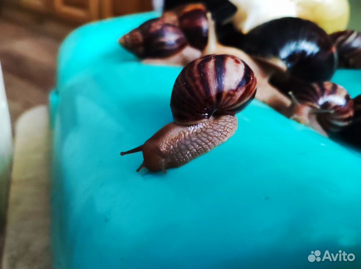 Улитки ахатины бесплатно