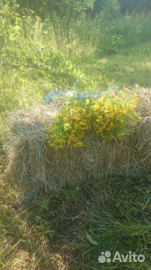 Сено в тюках