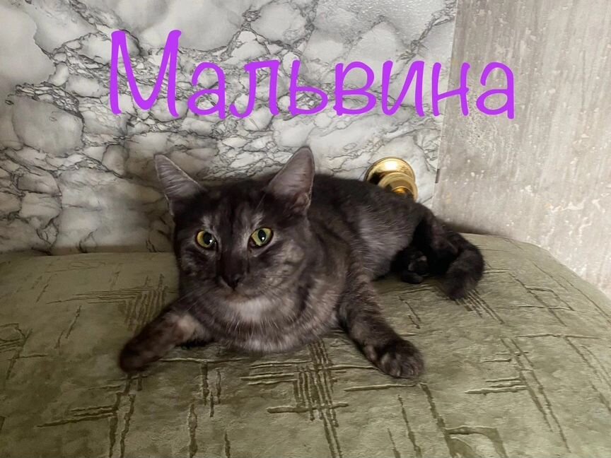 Кошка в дар