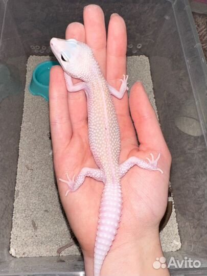 Эублефар самка