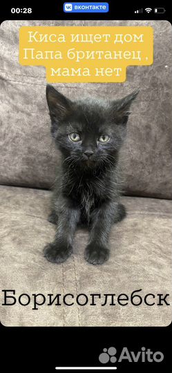 Котенок девочка папы британца