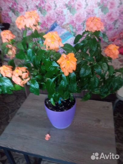 Кроссандра оранж