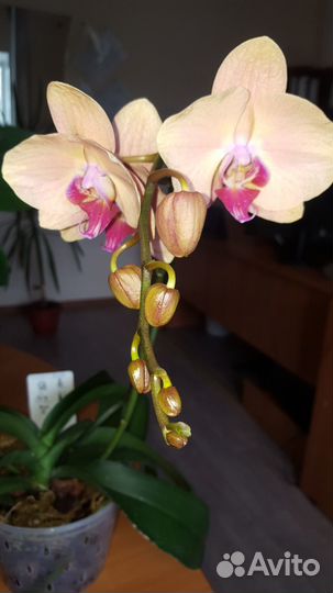 Орхидея фаленопсис Golden Apple