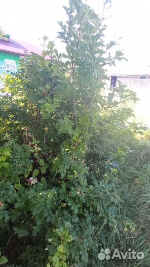 Саженцы боярышника