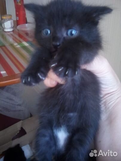 Котята от домашней кошки