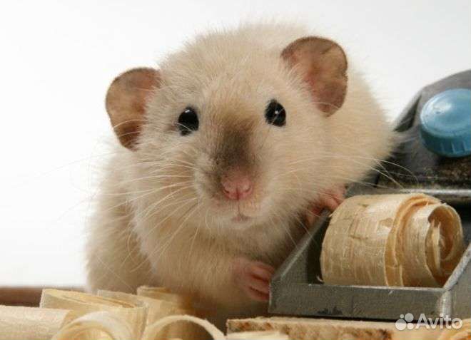 Крыски дамбо