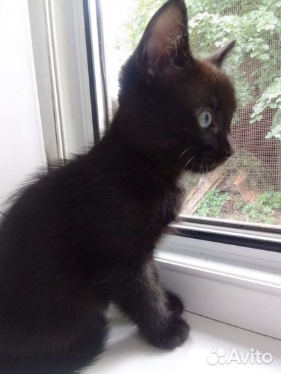 Котята в добрые руки бесплатно