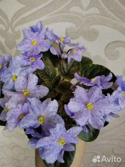 Мини фиалки