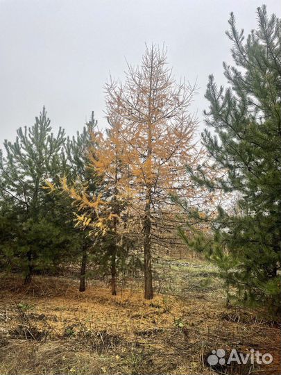 Лиственница сибирская