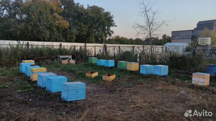 Пчелы на высадку