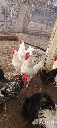 Молодые породистые петушки
