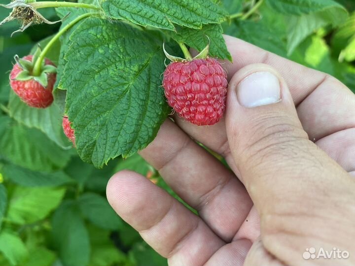 Малина и Ежевика