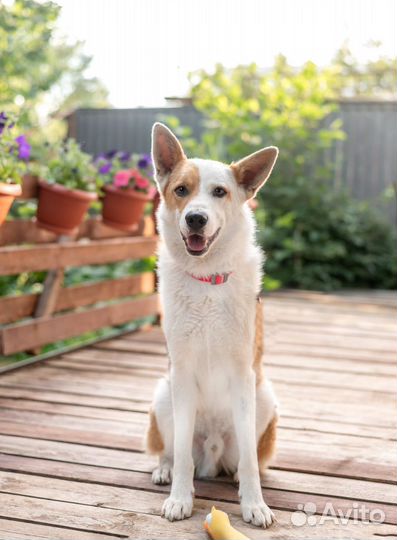 Собака в добрые руки