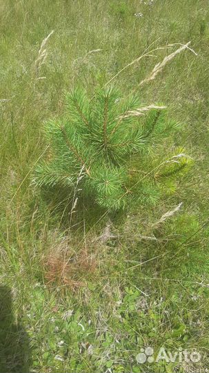 Саженцы сосны