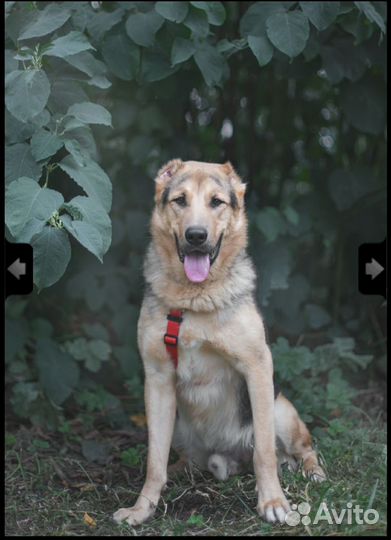 Собака в добрые руки