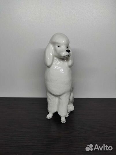 Пудель лфз белый