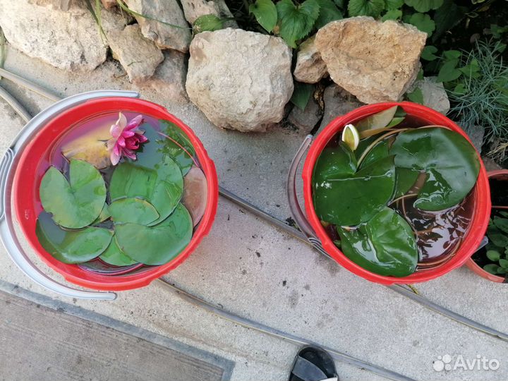 Кувшинки для пруда