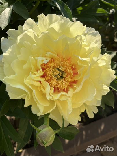 Пион Бартзелла