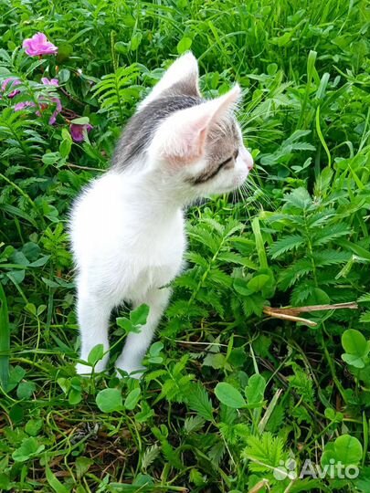 Девочка-мышеловка 2 месяца