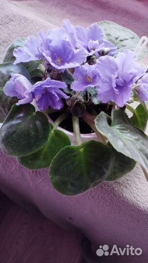 Фиалка сортовая. Цветы крупные