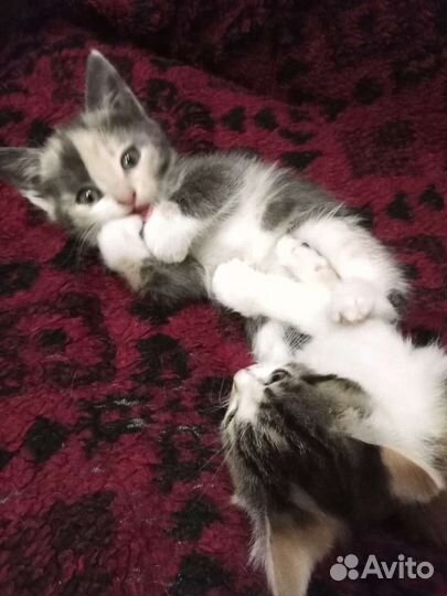 Котята в добрые руки