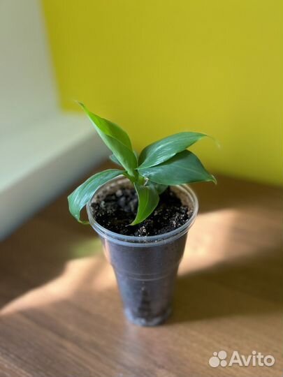 Банан, сорт киевский карлик