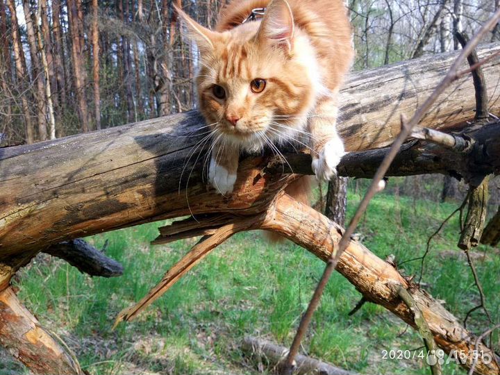Кот мейн-кун вязка