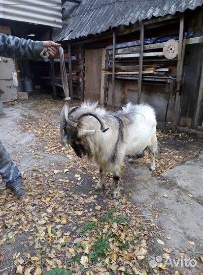 Козел