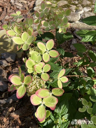 Гортензия из сада