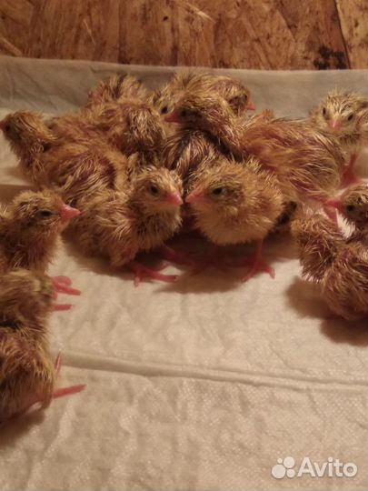 Перепёлочки