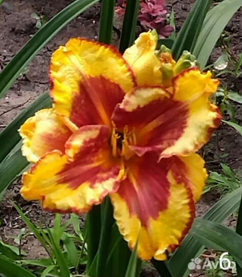 Лилейники сортовые