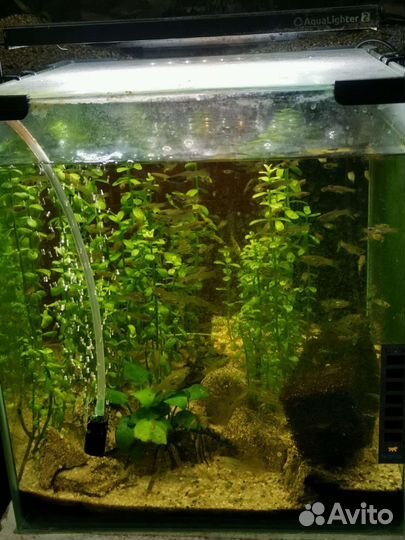 Аквариумные рыбки гуппи Эндлера Тигры