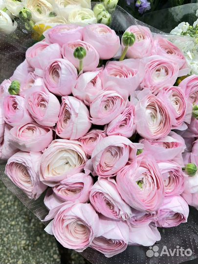 Букет 51 шт Ранункулюс