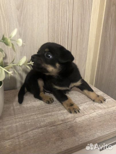 Отдам щенка в добрые руки