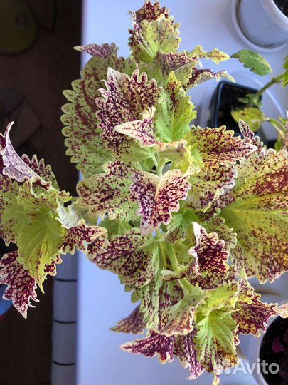 Много красивых колеусов