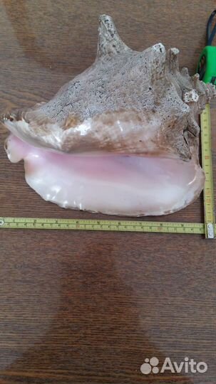 Большая морская раковина