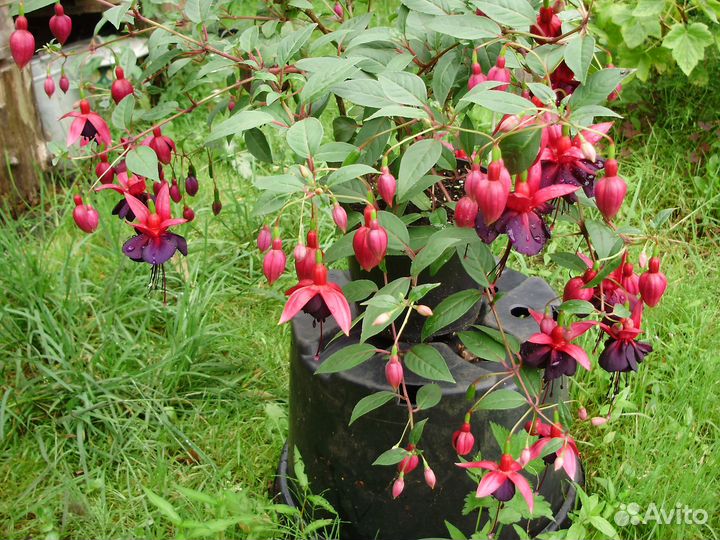 Черенки фуксии