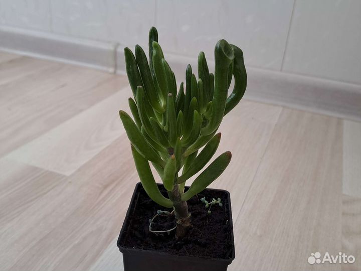 Крассула овата Хоббит