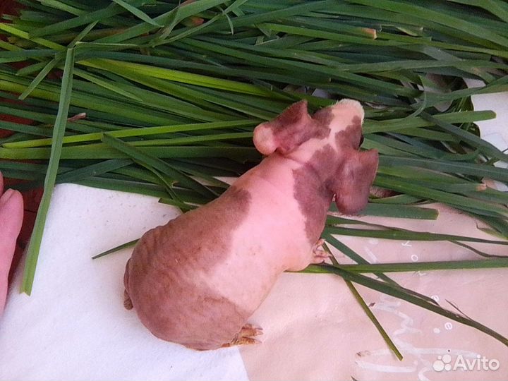 Морская свинка Скинни (малыши)