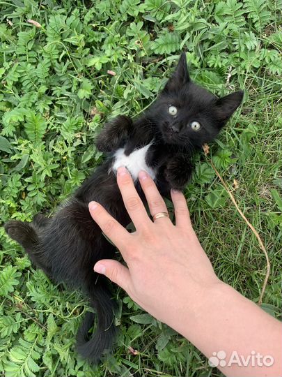 Котята в добрые руки мальчики